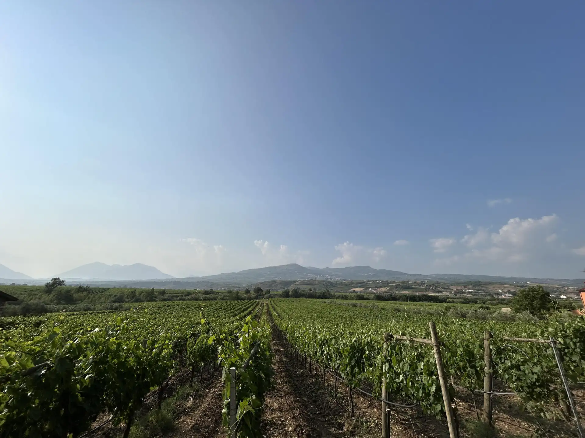 Azienda Horatio