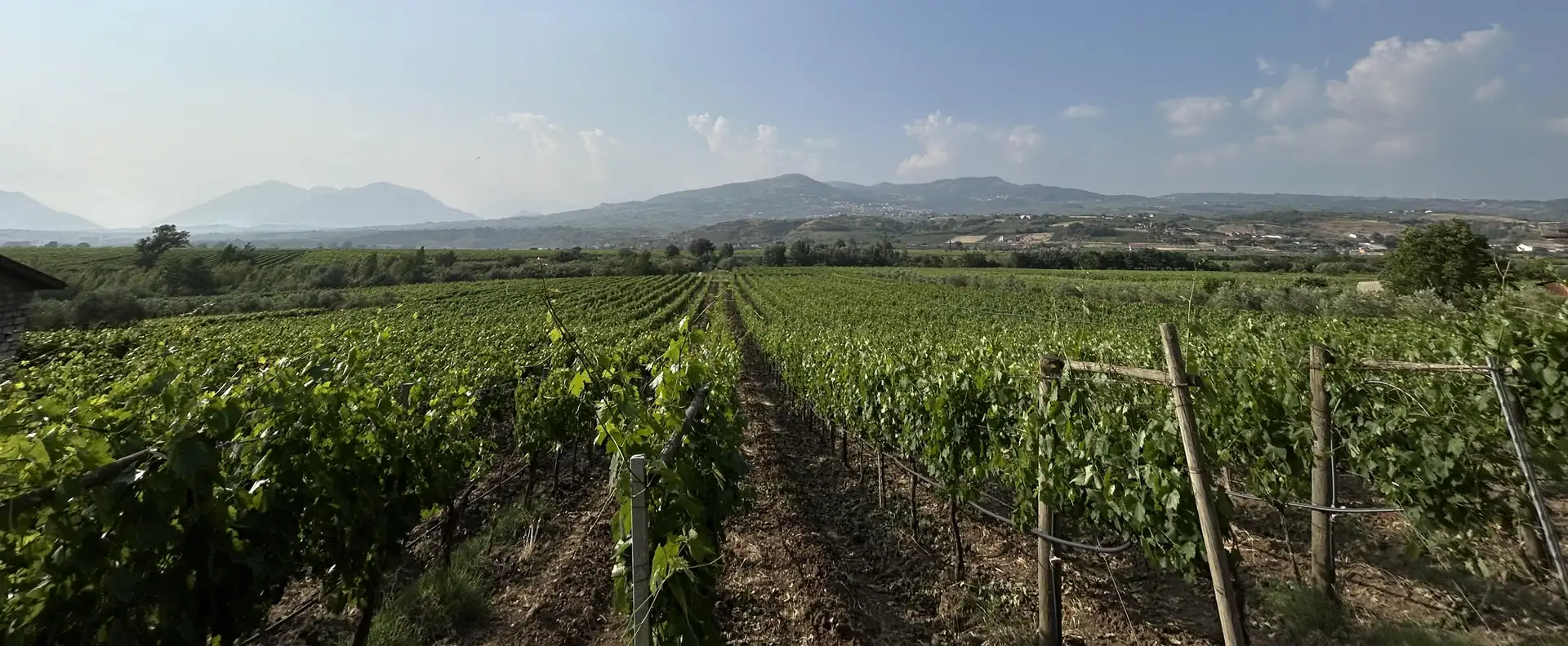 I vigneti Horatio nel Sannio