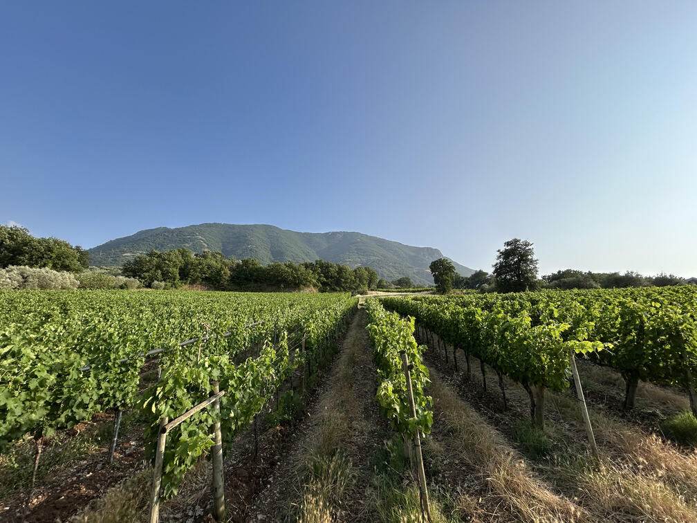 Vista vigneto