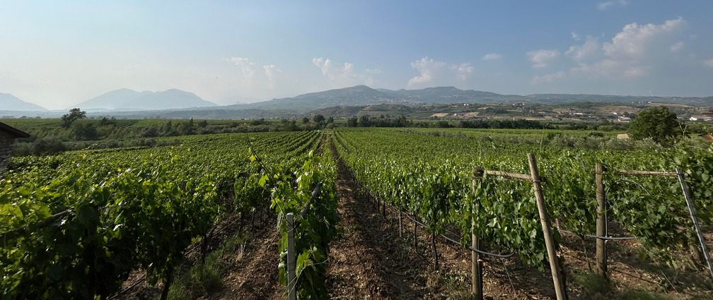 Vigneto al tramonto